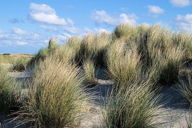 wunderbare Dünenlandschaft